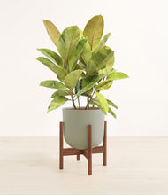 Load image into Gallery viewer, Sage Green stand:walnut