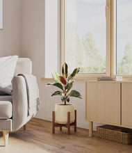 Load image into Gallery viewer, Almond Green stand:walnut