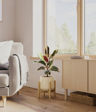 Load image into Gallery viewer, Almond Green stand:bamboo