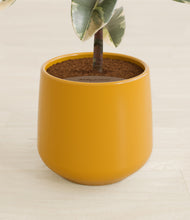 Load image into Gallery viewer, Mustard stand:all