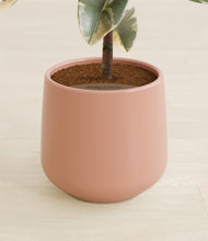 Load image into Gallery viewer, Calm Rose stand:all