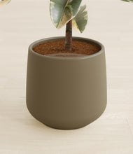 Load image into Gallery viewer, Olive stand:all