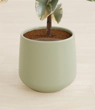 Load image into Gallery viewer, Turquoise stand:all