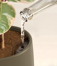 Load image into Gallery viewer, Olive stand:all