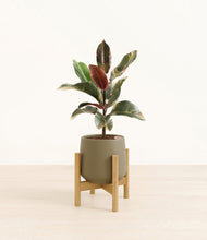 Load image into Gallery viewer, Olive stand:bamboo