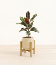 Load image into Gallery viewer, Almond Green stand:bamboo