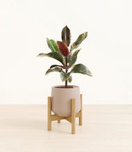 Load image into Gallery viewer, Eternal Gray stand:bamboo