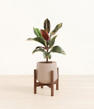 Load image into Gallery viewer, Eternal Gray stand:walnut