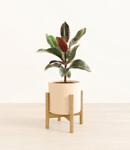 Load image into Gallery viewer, Cream stand:bamboo
