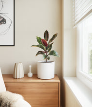 Load image into Gallery viewer, White