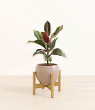 Load image into Gallery viewer, Desert Brown stand:bamboo