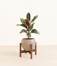 Load image into Gallery viewer, Desert Brown stand:walnut