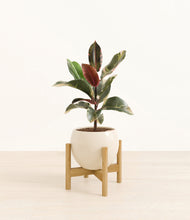 Load image into Gallery viewer, Shiny EggWhite stand:bamboo