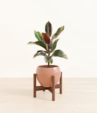 Load image into Gallery viewer, Calm Rose stand:walnut