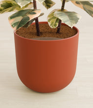 Load image into Gallery viewer, Earth Red stand:all