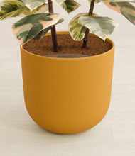 Load image into Gallery viewer, Sunset Orange stand:all