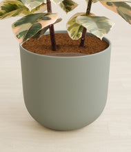 Load image into Gallery viewer, Sage Green stand:all