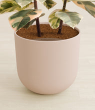 Load image into Gallery viewer, Sandy Pink stand:all