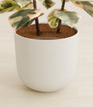 Load image into Gallery viewer, Natural Bamboo stand:all