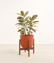 Load image into Gallery viewer, Earth Red stand:walnut