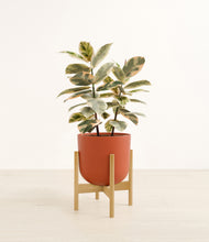 Load image into Gallery viewer, Earth Red stand:bamboo
