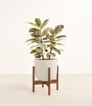 Load image into Gallery viewer, Natural Bamboo stand:walnut