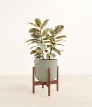 Load image into Gallery viewer, Sage Green stand:walnut