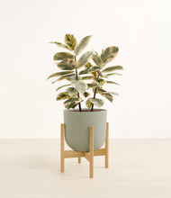 Load image into Gallery viewer, Sage Green stand:bamboo