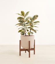 Load image into Gallery viewer, Sandy Pink stand:walnut