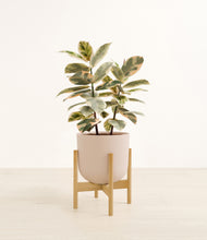 Load image into Gallery viewer, Sandy Pink stand:bamboo