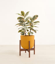 Load image into Gallery viewer, Sunset Orange stand:walnut