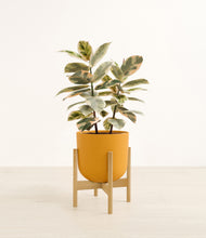 Load image into Gallery viewer, Sunset Orange stand:bamboo