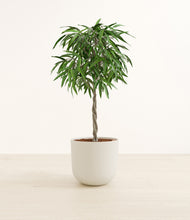 Load image into Gallery viewer, Natural Bamboo*****Profile