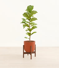 Load image into Gallery viewer, Earth Red stand:walnut