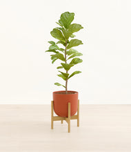 Load image into Gallery viewer, Earth Red stand:bamboo