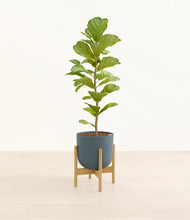 Load image into Gallery viewer, Iron Gray stand:bamboo