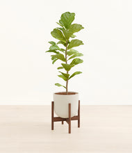 Load image into Gallery viewer, Natural Bamboo stand:walnut