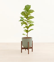 Load image into Gallery viewer, Sage Green stand:walnut