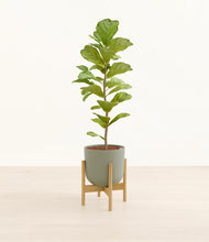 Load image into Gallery viewer, Sage Green stand:bamboo