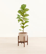 Load image into Gallery viewer, Sandy Pink stand:walnut