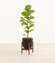 Load image into Gallery viewer, Stone Black stand:walnut