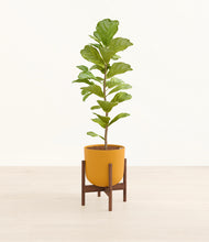 Load image into Gallery viewer, Sunset Orange stand:walnut