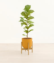 Load image into Gallery viewer, Sunset Orange stand:bamboo