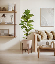 Load image into Gallery viewer, Sandy Pink stand:walnut