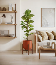 Load image into Gallery viewer, Earth Red stand:walnut