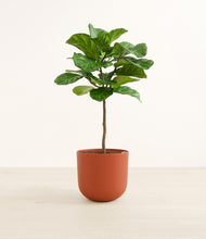 Load image into Gallery viewer, Earth Red