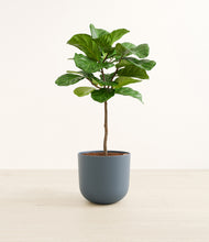 Load image into Gallery viewer, Iron Gray