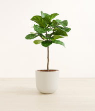 Load image into Gallery viewer, Natural Bamboo