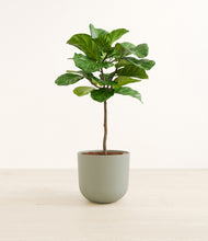 Load image into Gallery viewer, Sage Green