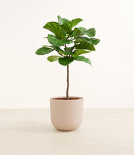 Load image into Gallery viewer, Sandy Pink